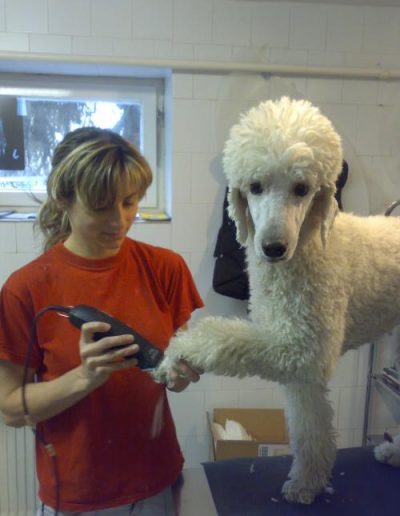 Kutyakozmetikus munkában
