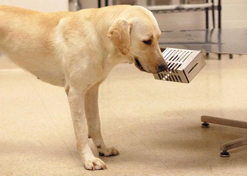 Labradorokat képeznek ki, hogy kiszagolják a koronavírusos embereket – Qubit