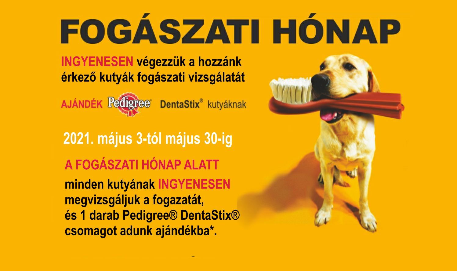 Fogászati akció Üröm - kutyáknak Fogászati akció Üröm - kutyáknak
